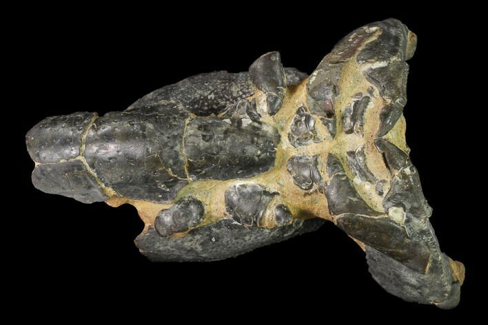 Fossil Mud Lobster (Thalassina) - Australia #141036
